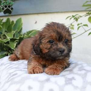 Bonnie, Shih-Poo Puppy